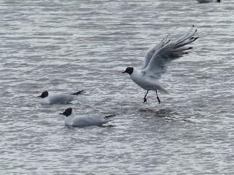 Blackheaded gulls